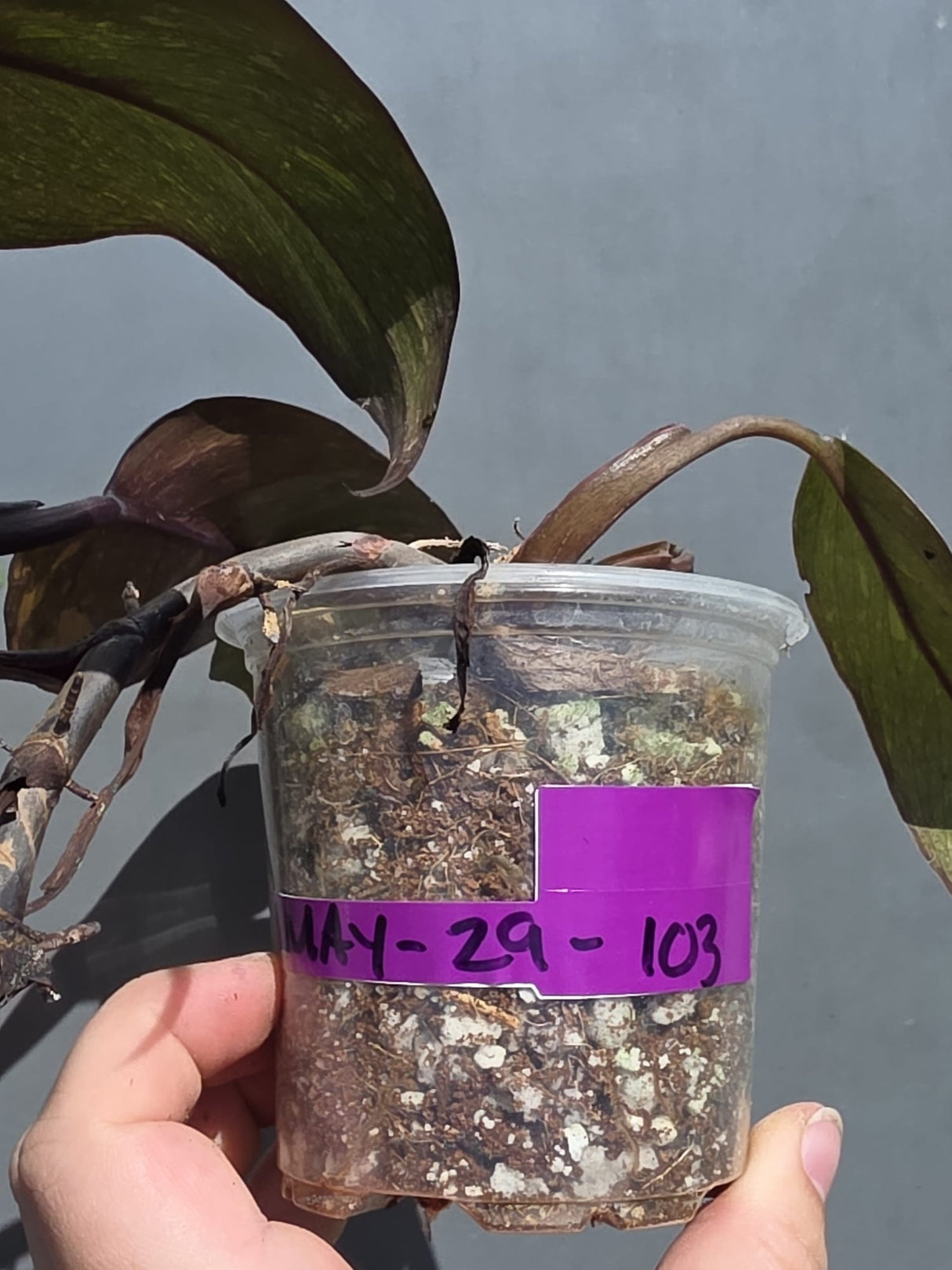 Philodendron Orange Princess – Exact Plant – US Seller (May-29-103)