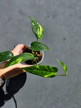 Rare Variegated Golden Flame Epipremnum Pinnatum – Exact Plant – (May-29-109)