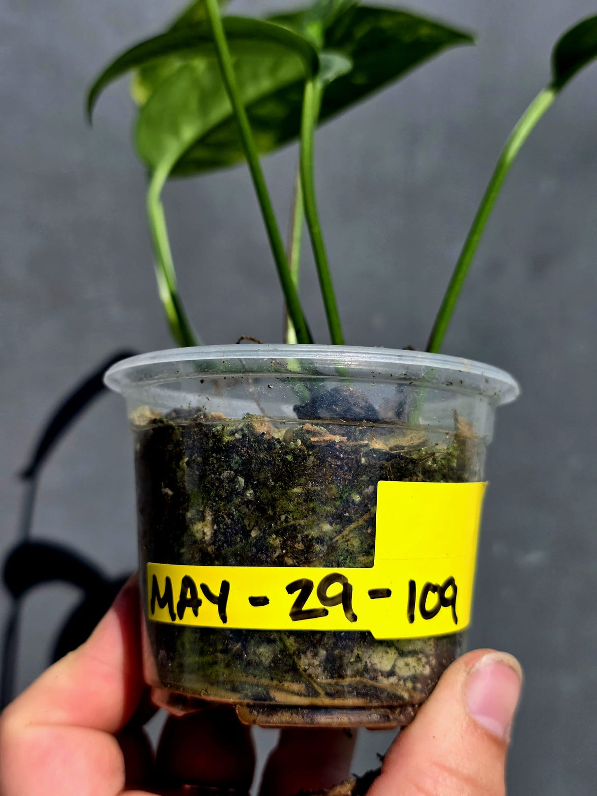 Rare Variegated Golden Flame Epipremnum Pinnatum – Exact Plant – (May-29-109)
