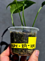 Rare Variegated Golden Flame Epipremnum Pinnatum – Exact Plant – (May-29-109)