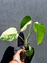 Variegated Monstera Albo Borsigiana – Baby Leaf – Exact Plant (May-29-107)