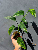 Rare Variegated Golden Flame Epipremnum Pinnatum – Exact Plant – (May-29-105)
