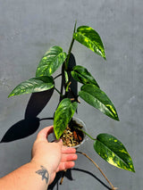 Rare Variegated Golden Flame Epipremnum Pinnatum – Exact Plant – (May-29-105)