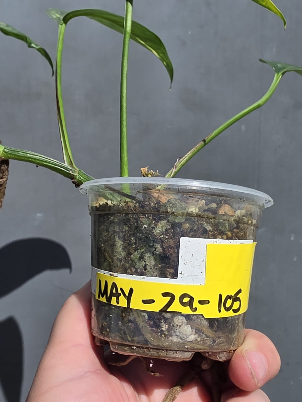 Rare Variegated Golden Flame Epipremnum Pinnatum – Exact Plant – (May-29-105)