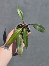 Variegated Philodendron Strawberry Shake – Exact Plant – US Seller (May-29-108)