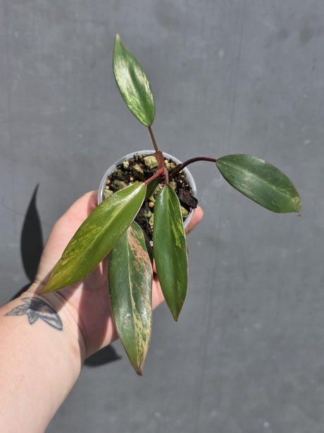 Variegated Philodendron Strawberry Shake – Exact Plant – US Seller (May-29-108)