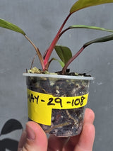 Variegated Philodendron Strawberry Shake – Exact Plant – US Seller (May-29-108)