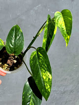 Rare Variegated Golden Flame Epipremnum Pinnatum – Exact Plant – (May-29-109)