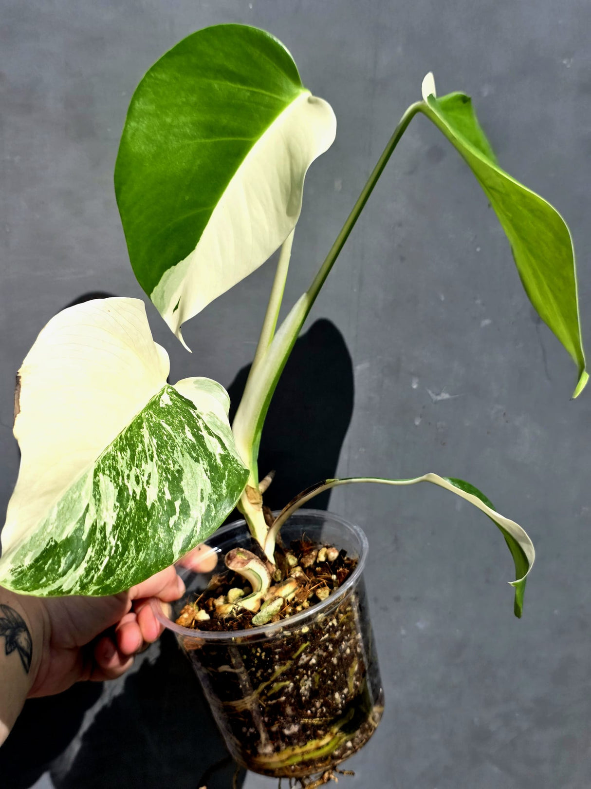 Variegated Monstera Albo Borsigiana – Baby Leaf – Exact Plant (May-29-107)
