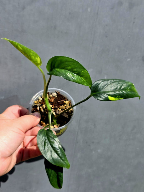 Rare Variegated Golden Flame Epipremnum Pinnatum – Exact Plant – (May-29-111)
