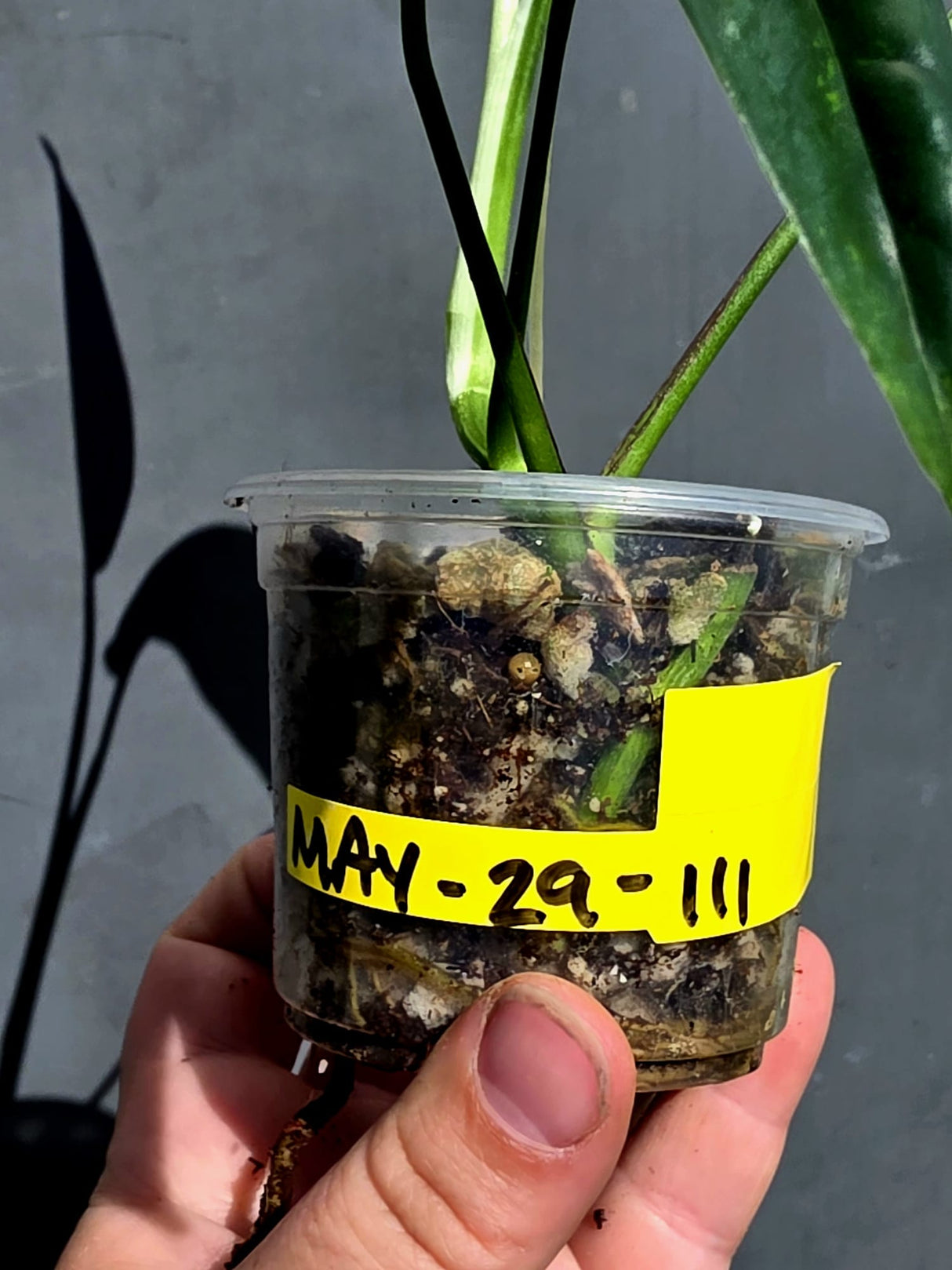Rare Variegated Golden Flame Epipremnum Pinnatum – Exact Plant – (May-29-111)