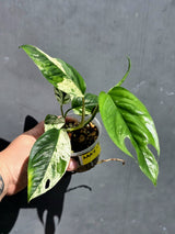 RARE Variegated Epipremnum Pinnatum Albo - Exact SAME Plant - US Seller (May-29-110)