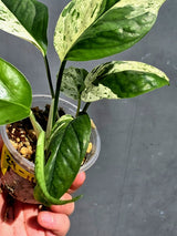 RARE Variegated Epipremnum Pinnatum Albo - Exact SAME Plant - US Seller (May-29-110)