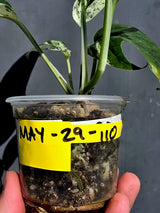 RARE Variegated Epipremnum Pinnatum Albo - Exact SAME Plant - US Seller (May-29-110)