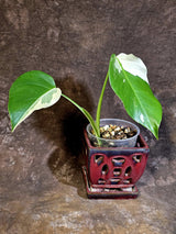 Variegated Monstera Albo - White Monstera Borsigiana Baby Leaf - (June-01-08)
