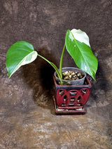 Variegated Monstera Albo - White Monstera Borsigiana Baby Leaf - (June-01-08)