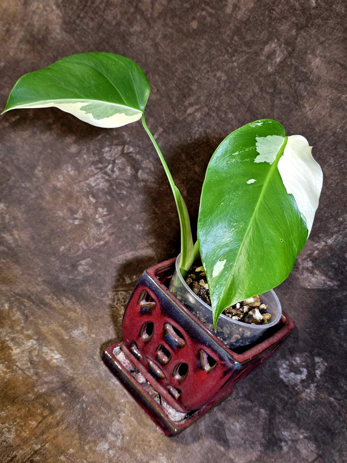 Variegated Monstera Albo - White Monstera Borsigiana Baby Leaf - (June-01-08)