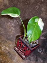 Variegated Monstera Albo - White Monstera Borsigiana Baby Leaf - (June-01-08)