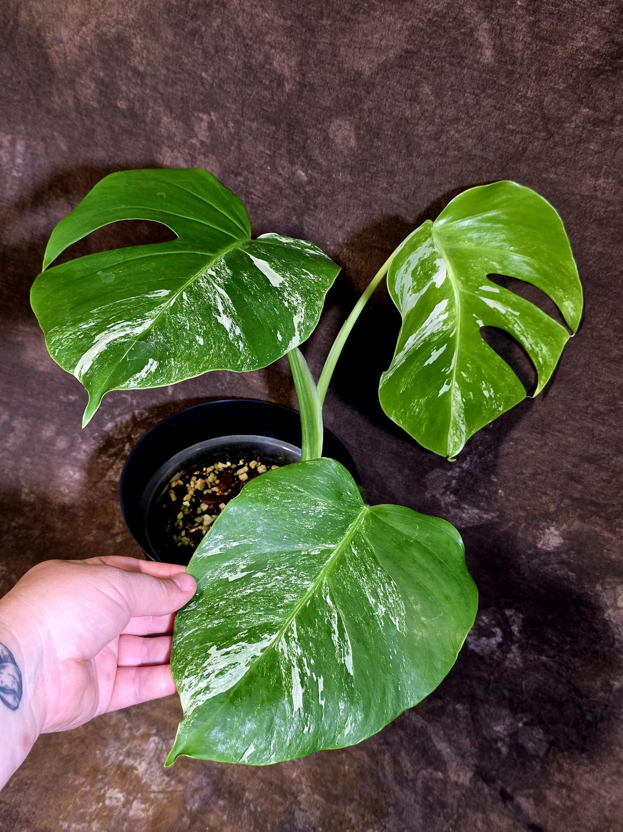 Variegated Monstera Albo - White Monstera Borsigiana - (June-01-09)