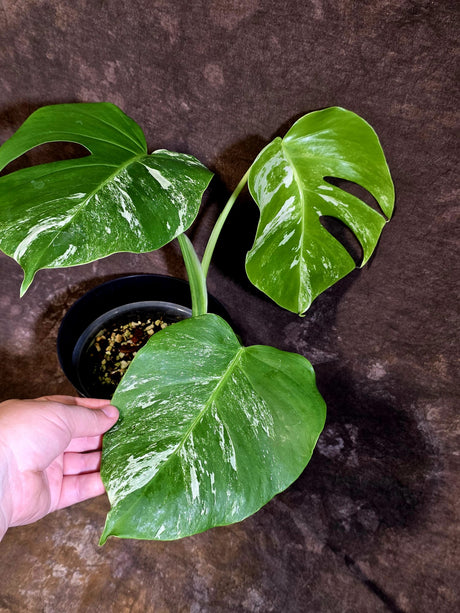 Variegated Monstera Albo - White Monstera Borsigiana - (June-01-09)