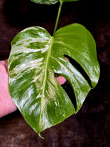 Variegated Monstera Albo - White Monstera Borsigiana - (June-01-09)