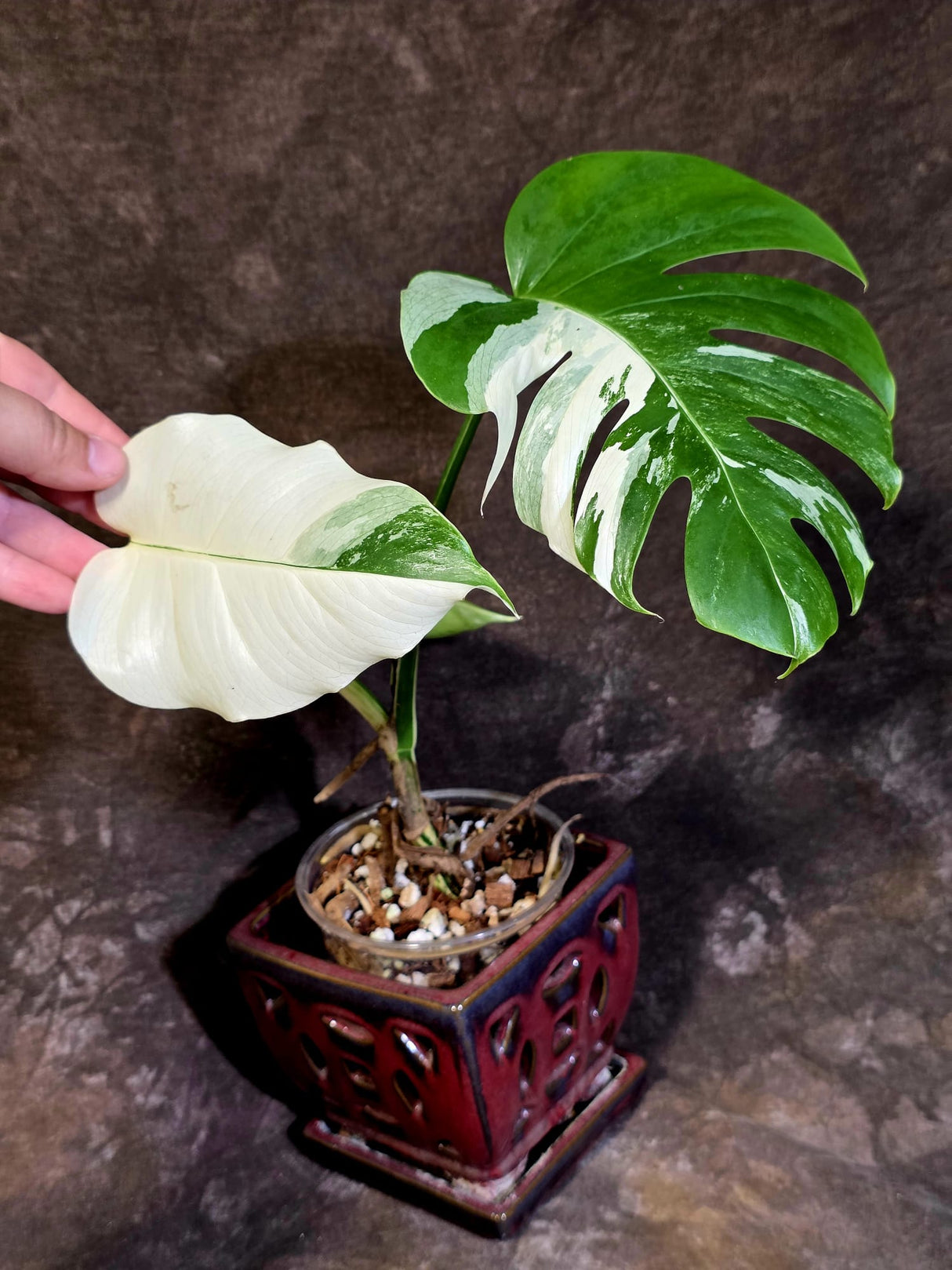 Variegated Monstera Albo - White Monstera Borsigiana - (June-01-05)