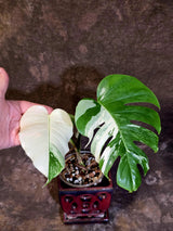 Variegated Monstera Albo - White Monstera Borsigiana - (June-01-05)