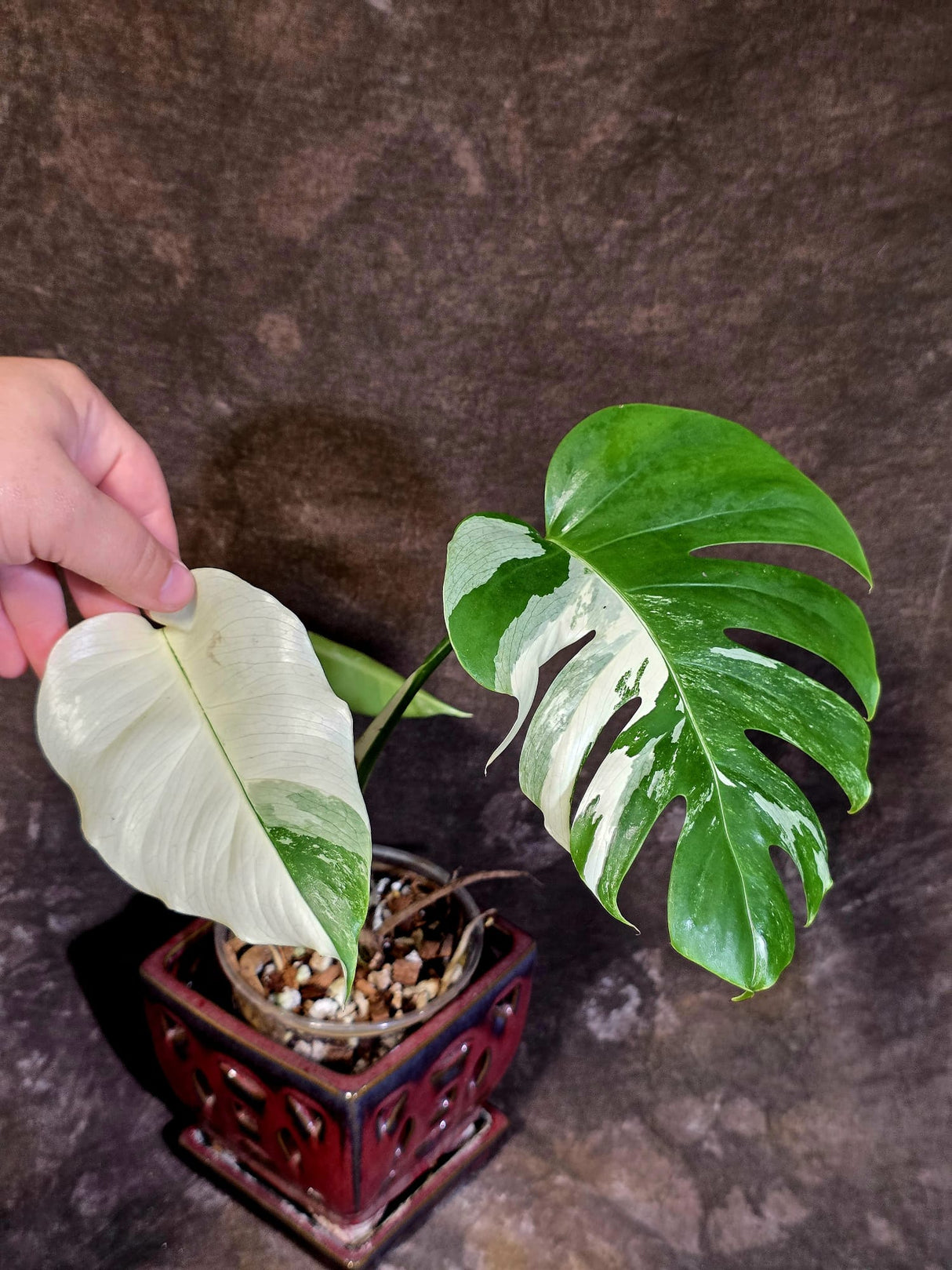 Variegated Monstera Albo - White Monstera Borsigiana - (June-01-05)