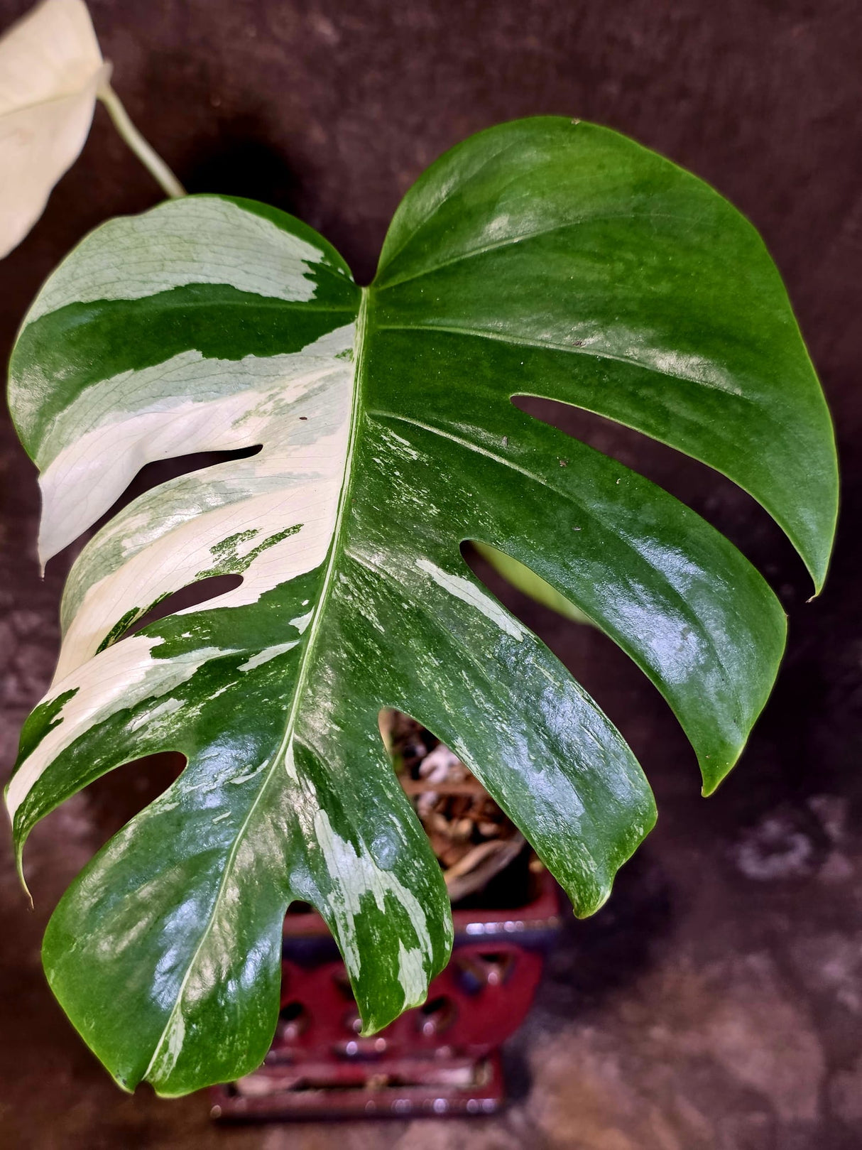 Variegated Monstera Albo - White Monstera Borsigiana - (June-01-05)