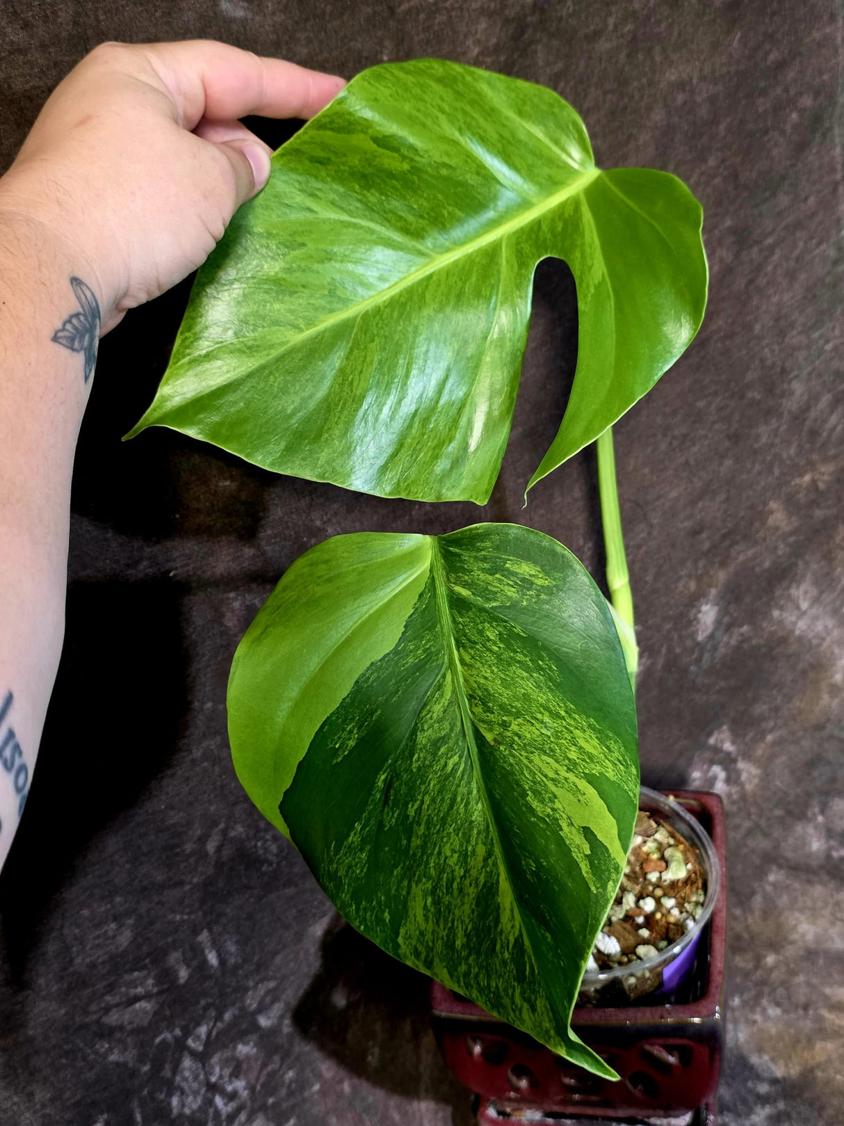 Variegated Monstera Green on Green Plant -  Rare Monstera Variegata - (June-01-04)