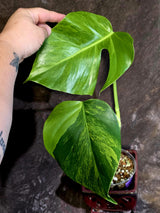 Variegated Monstera Green on Green Plant -  Rare Monstera Variegata - (June-01-04)