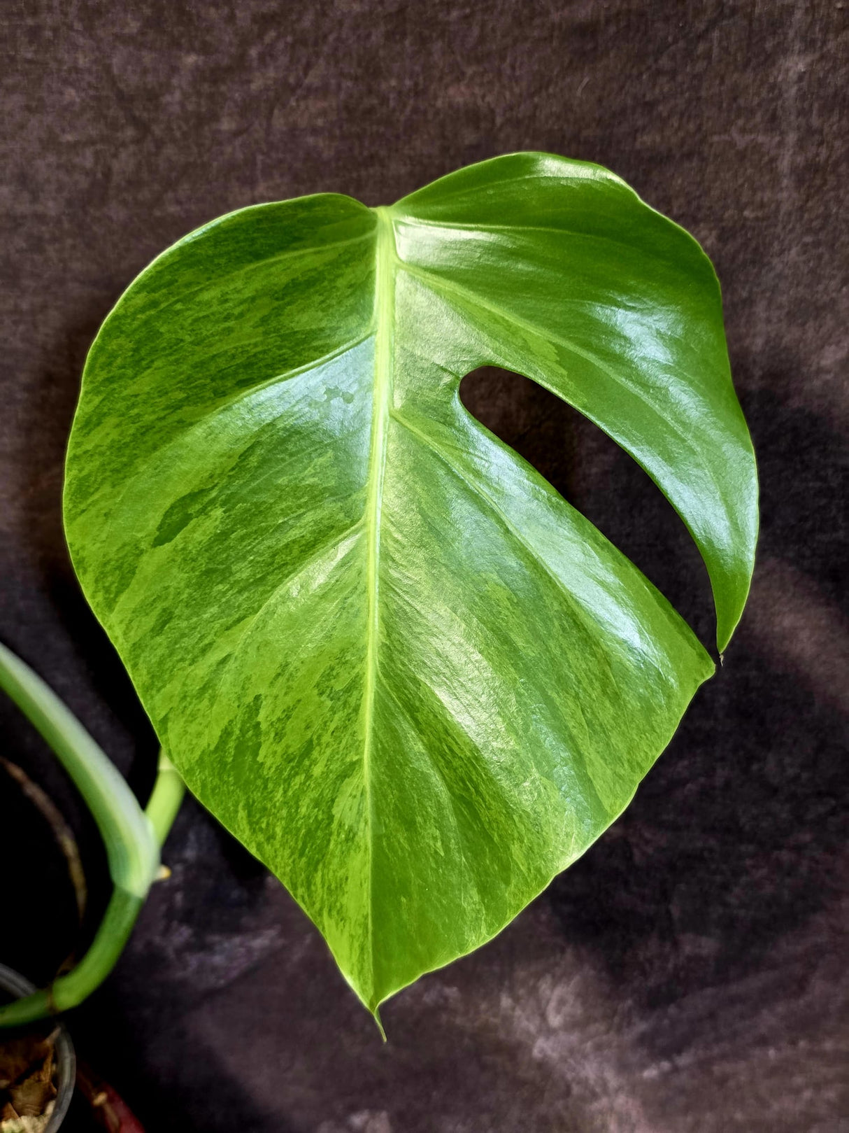Variegated Monstera Green on Green Plant -  Rare Monstera Variegata - (June-01-04)