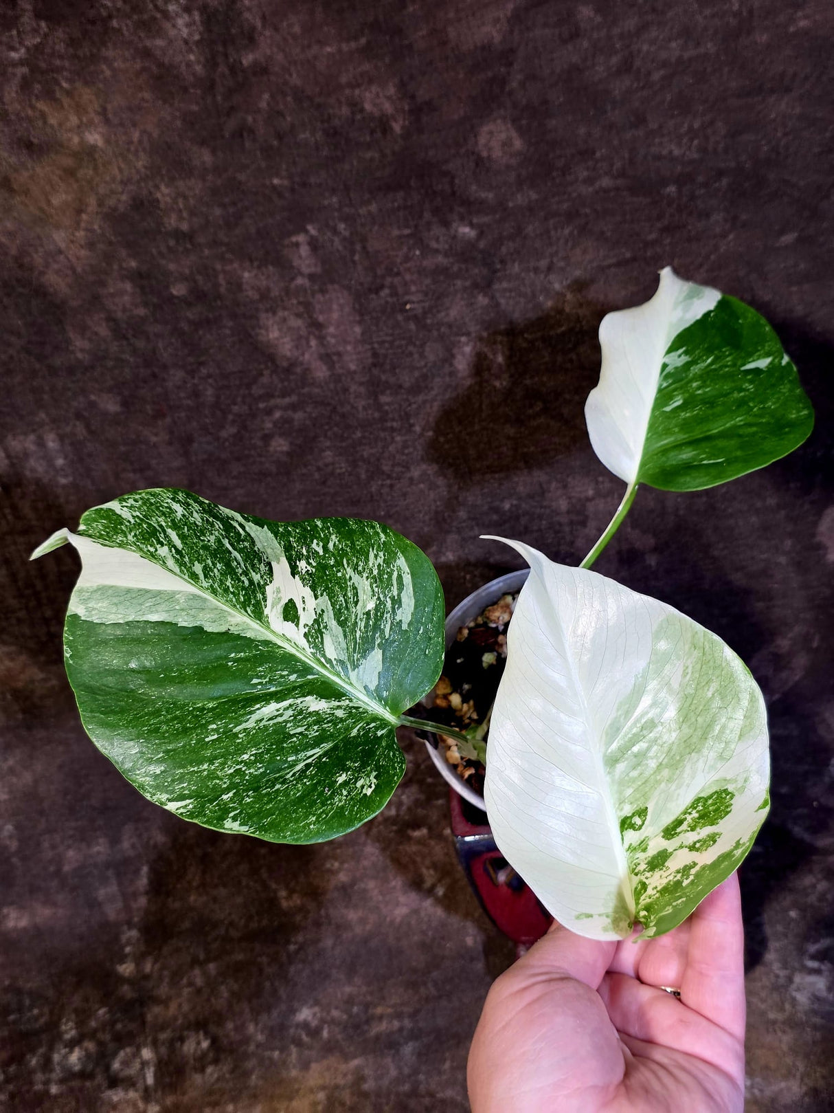 Variegated Monstera Albo - White Monstera Borsigiana Baby Leaf - (June-01-02)