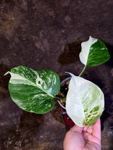 Variegated Monstera Albo - White Monstera Borsigiana Baby Leaf - (June-01-02)
