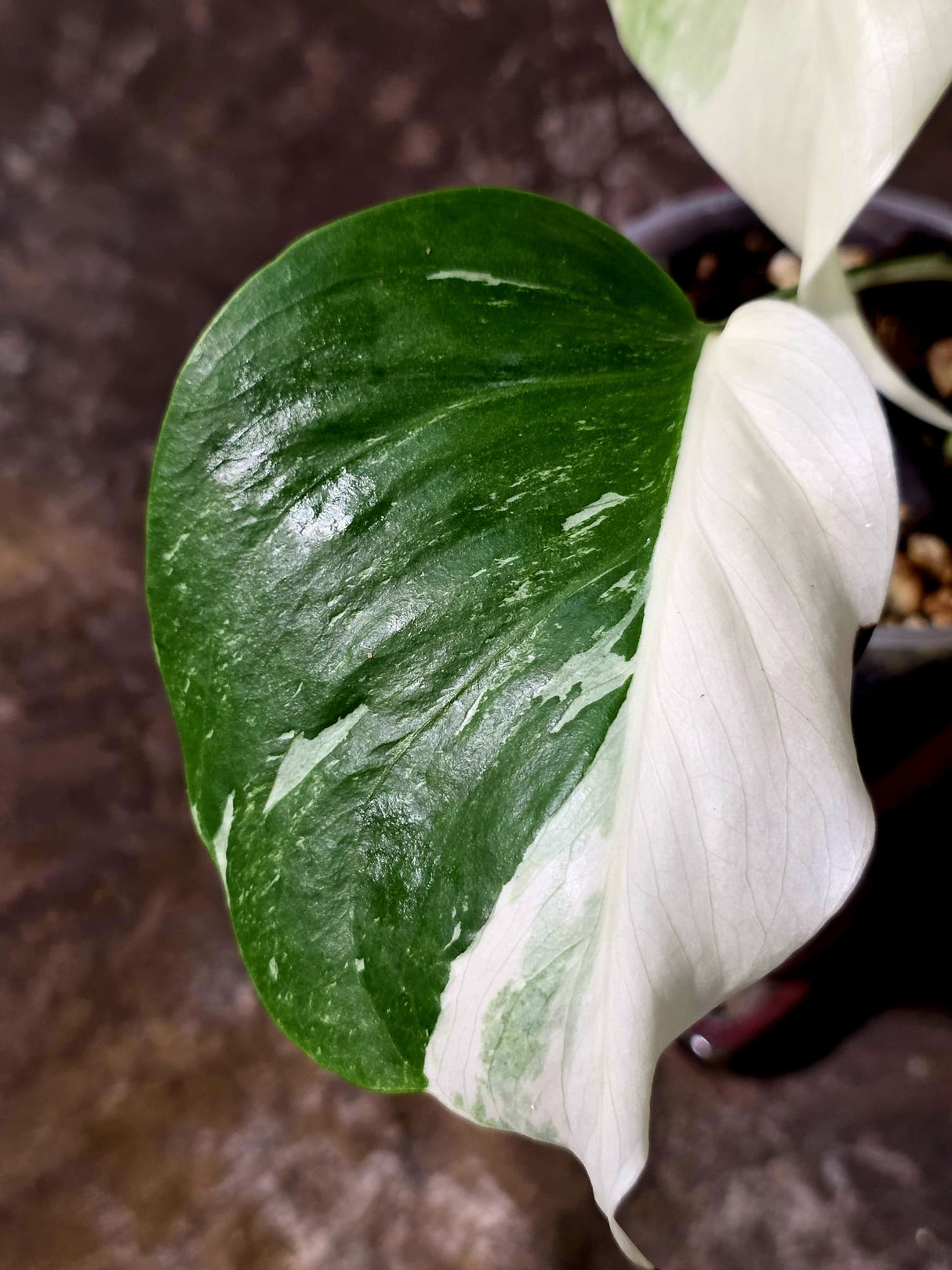 Variegated Monstera Albo - White Monstera Borsigiana Baby Leaf - (June-01-02)