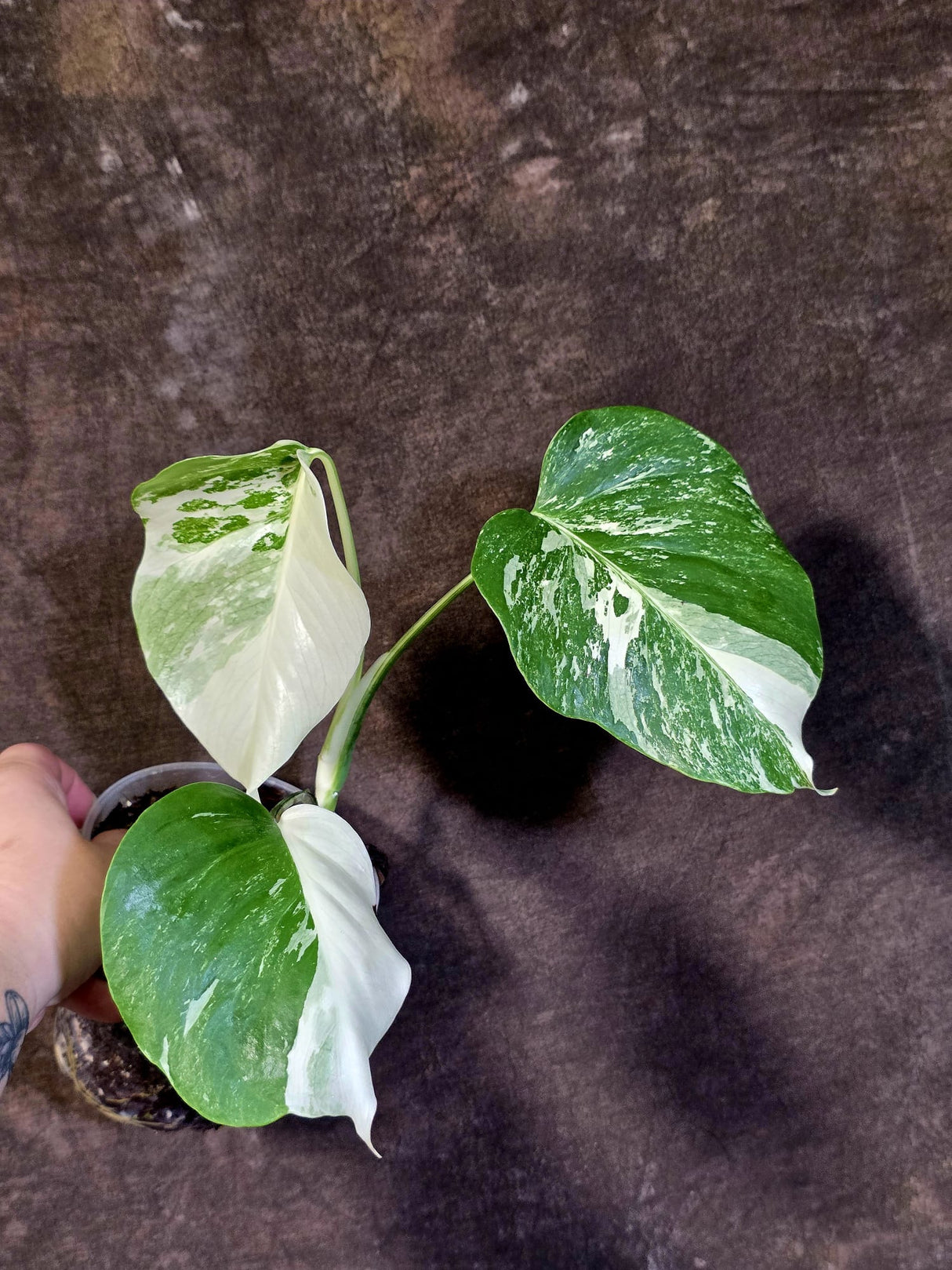 Variegated Monstera Albo - White Monstera Borsigiana Baby Leaf - (June-01-02)