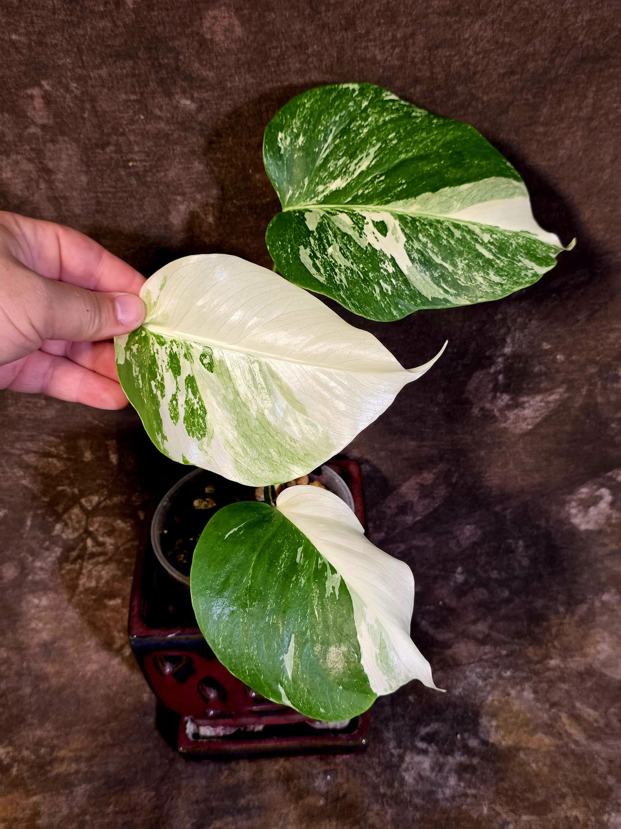 Variegated Monstera Albo - White Monstera Borsigiana Baby Leaf - (June-01-02)