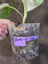 Variegated Monstera Albo - White Monstera Borsigiana Baby Leaf - (June-01-02)