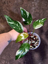 Variegated Philodendron Red Anderson - Exact Same Plant - (June-01-10)