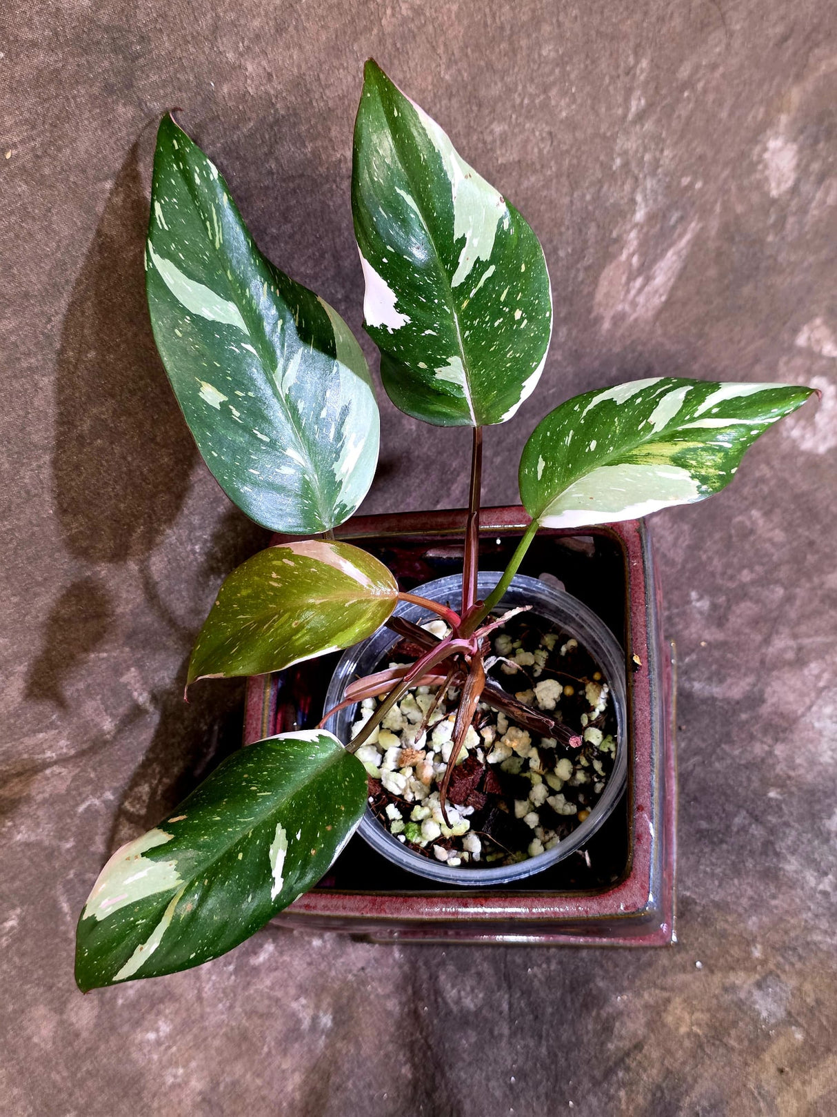 Variegated Philodendron Red Anderson - Exact Same Plant - (June-01-10)