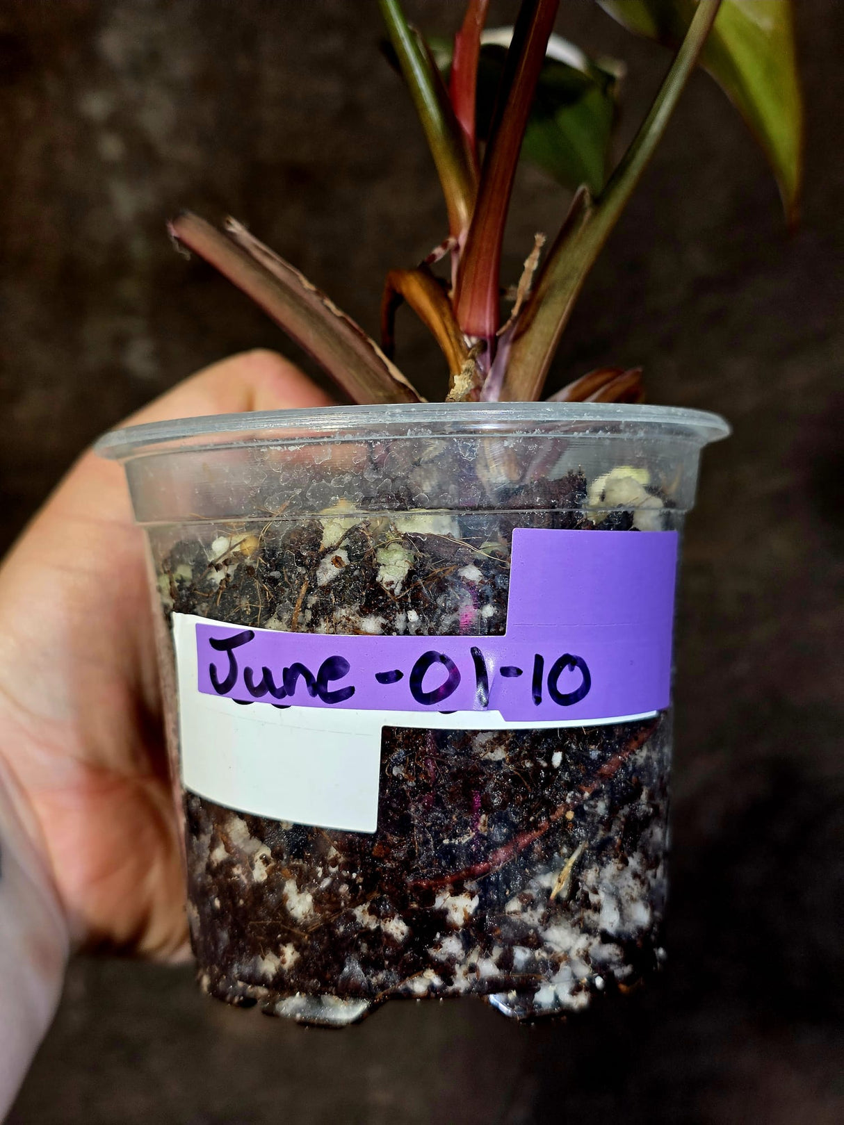 Variegated Philodendron Red Anderson - Exact Same Plant - (June-01-10)