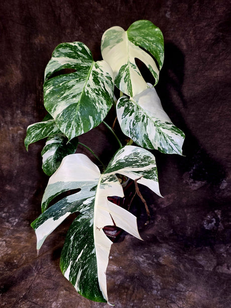 Variegated Monstera Albo - White Monstera Borsigiana Mature Exact Plant- (June-01-26)