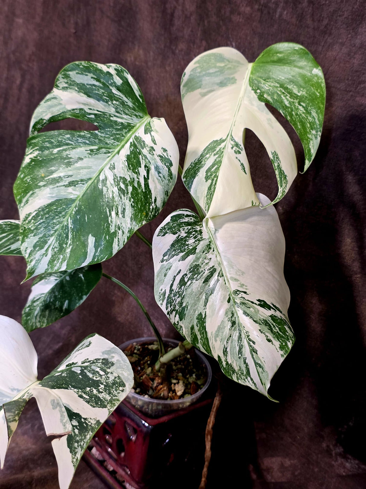 Variegated Monstera Albo - White Monstera Borsigiana Mature Exact Plant- (June-01-26)
