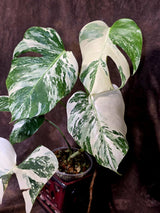 Variegated Monstera Albo - White Monstera Borsigiana Mature Exact Plant- (June-01-26)