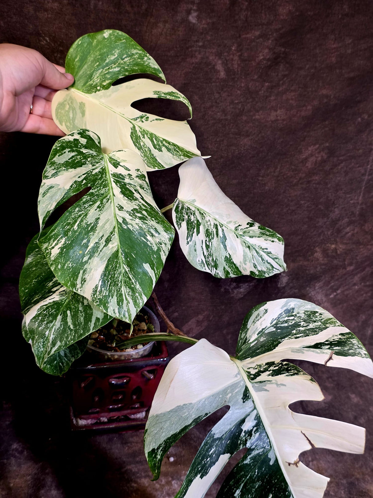 Variegated Monstera Albo - White Monstera Borsigiana Mature Exact Plant- (June-01-26)