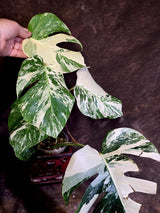 Variegated Monstera Albo - White Monstera Borsigiana Mature Exact Plant- (June-01-26)
