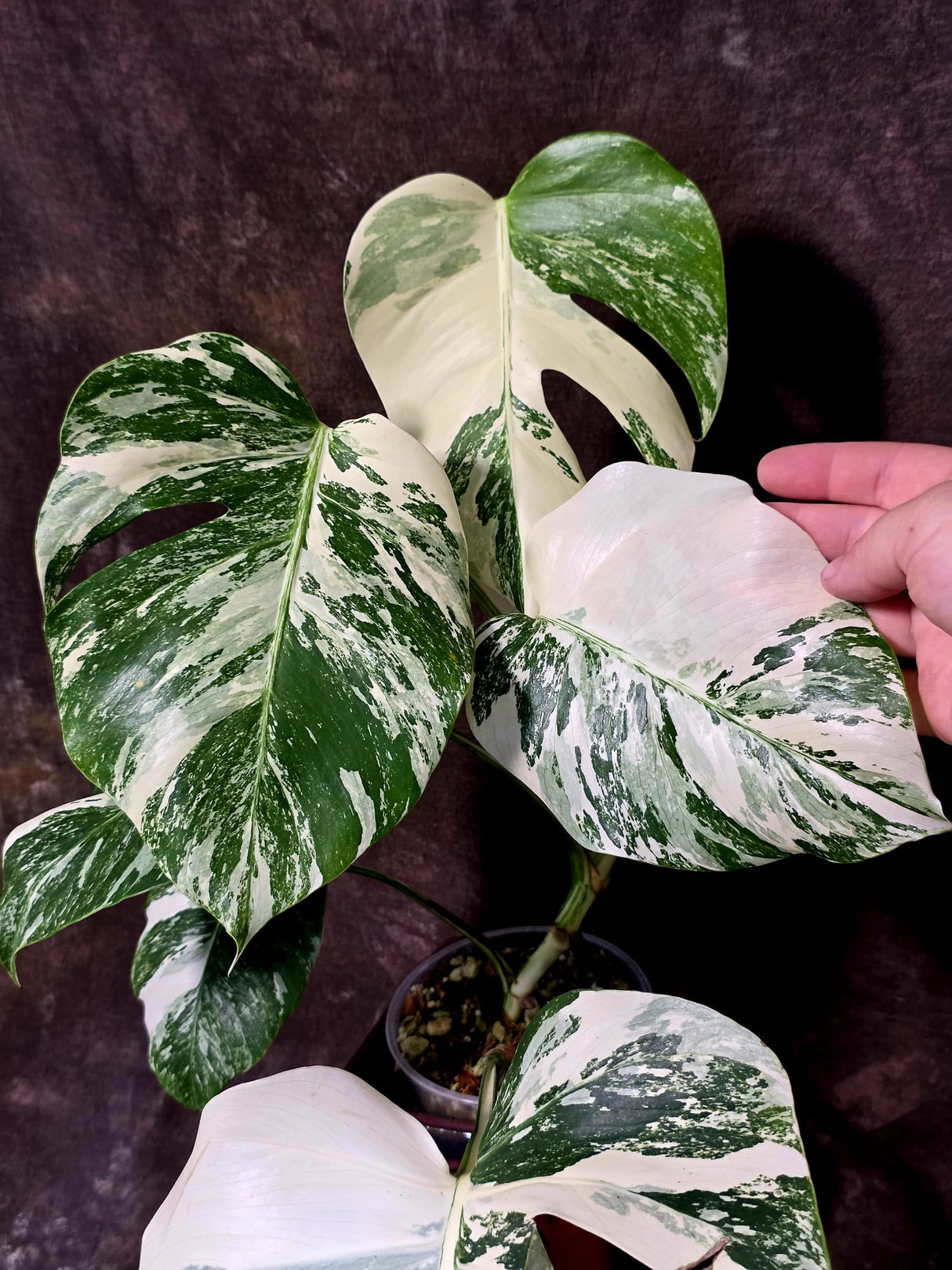 Variegated Monstera Albo - White Monstera Borsigiana Mature Exact Plant- (June-01-26)