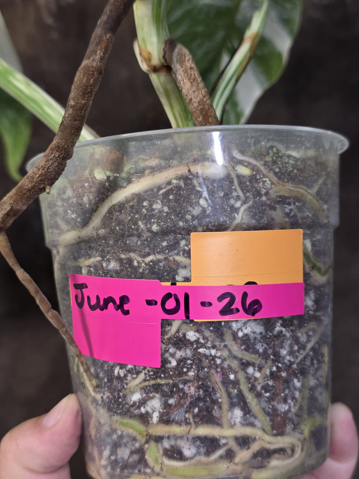 Variegated Monstera Albo - White Monstera Borsigiana Mature Exact Plant- (June-01-26)