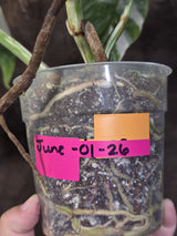 Variegated Monstera Albo - White Monstera Borsigiana Mature Exact Plant- (June-01-26)