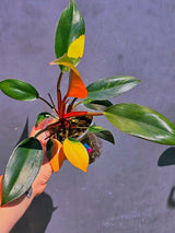 Philodendron Yellow Congo Variegated - EXACT Plant - US Seller (June-01-12)